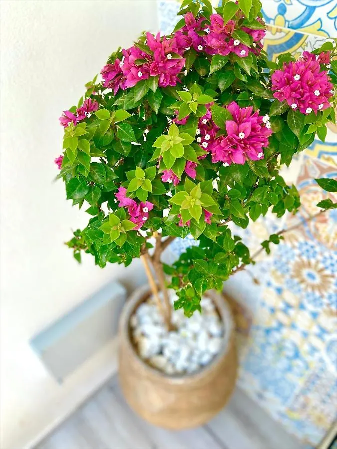 Casa Sole Apartment San Vito Lo Capo Italy